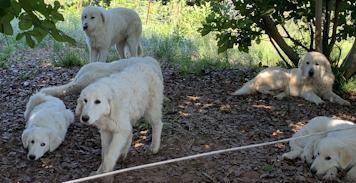 Photo of our guardian Maremma dogs