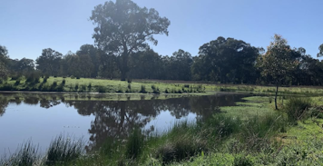 Photo of our floodplain paddock showing the red gums, lagoon on a sunny day