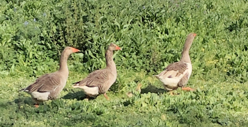 Photo of our geese