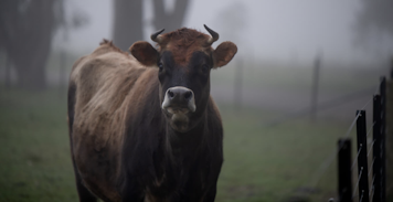 Photo of Jersey our cow
