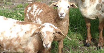 Photo of some of our Harlequin Mini-meat lambs