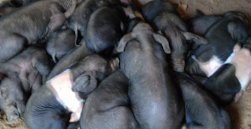 A pile of day old piglets from two sows - Princess and Ebony
